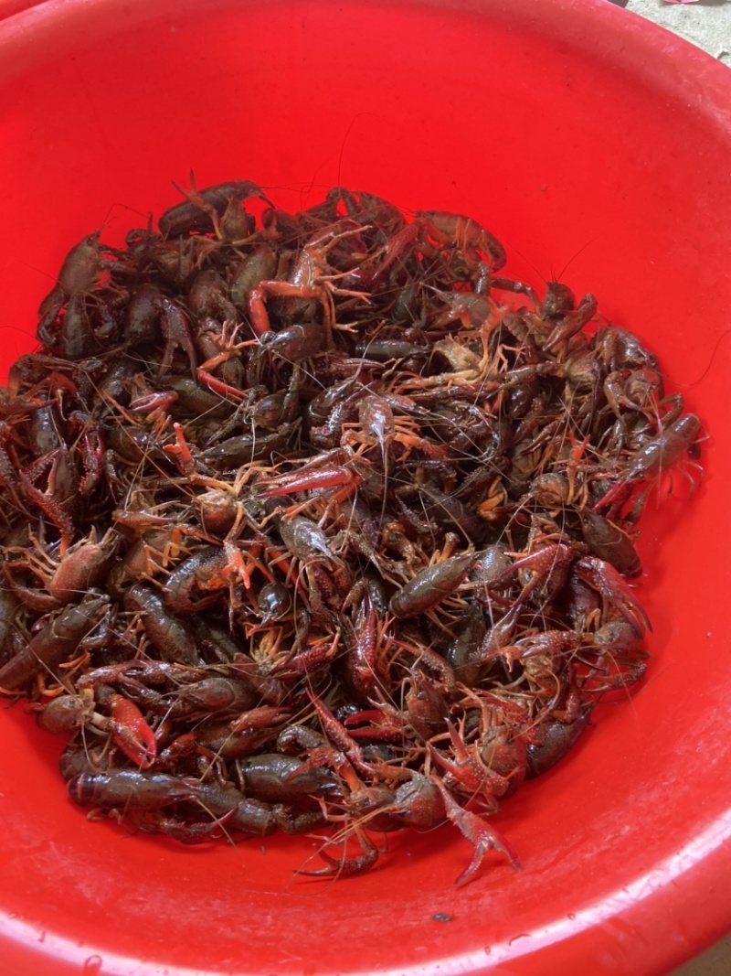 大量小龙虾上市，价格实惠