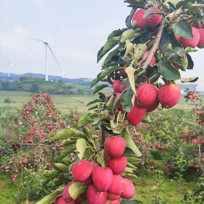 新品种沙果鸡心果树苗盆地栽锦绣海棠小苹果苗嫁接苗南方北方