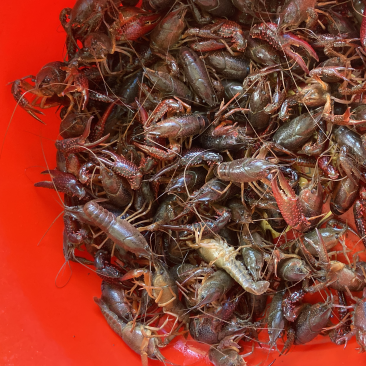 大量小龙虾上市，价格实惠