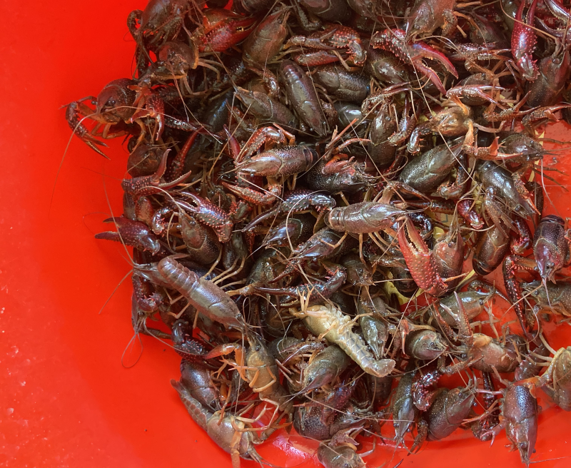 大量小龙虾上市，价格实惠
