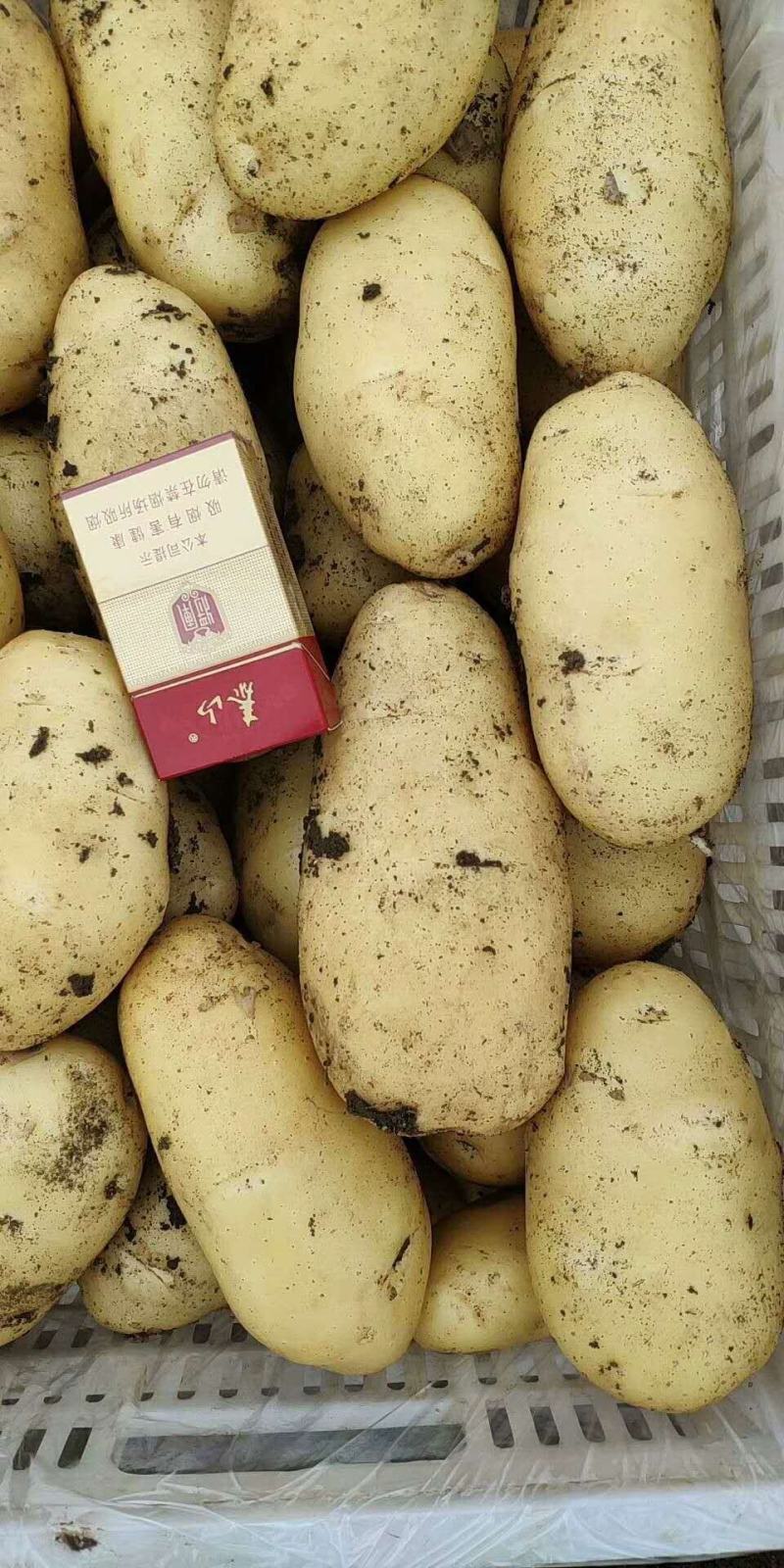 【推荐】荷兰十五土豆黄皮黄心全国发货保质保量无青头黑心