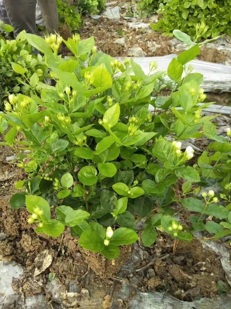 广西南宁横县黎家重瓣茉莉花窝苗盆景花卉盆栽绿植茉莉花