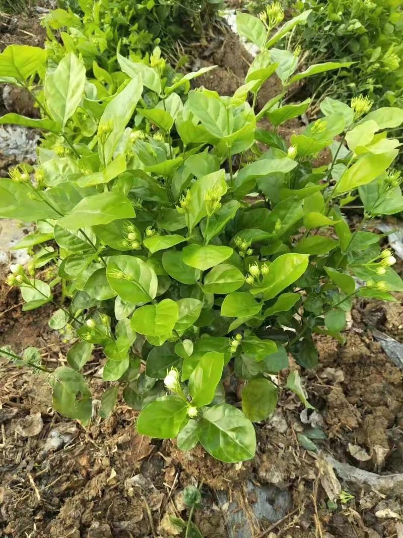 广西南宁横县黎家重瓣茉莉花窝苗盆景花卉盆栽绿植茉莉花