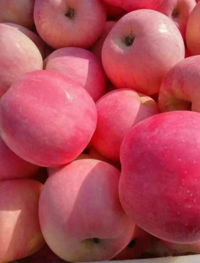 红富士苹果大量上市！脆甜多汁产地批发一手货源！全国发
