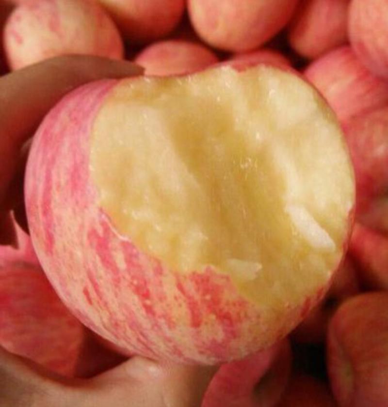 红富士苹果大量上市！脆甜多汁产地批发一手货源！全国发