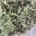 蛤蟆草当年新货颜色青绿山东临沂产地直销