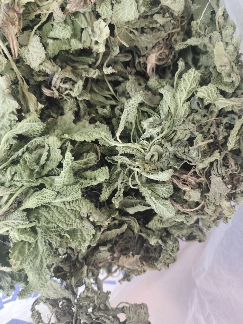 蛤蟆草当年新货颜色青绿山东临沂产地直销