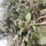 蛤蟆草当年新货颜色青绿山东临沂产地直销