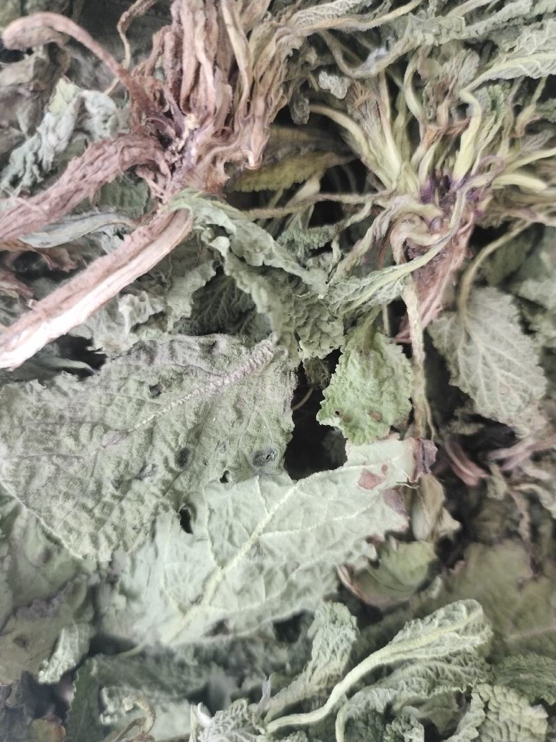 蛤蟆草当年新货颜色青绿山东临沂产地直销