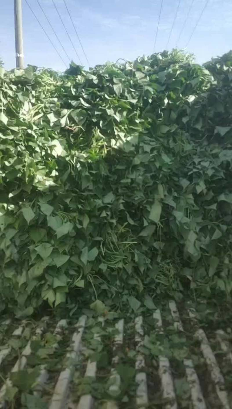 西瓜红红薯苗，脱毒红薯苗，铁人公司脱毒西瓜红