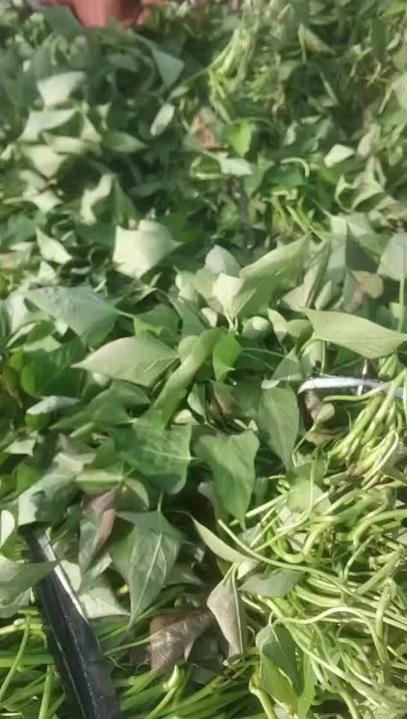 西瓜红红薯苗，脱毒红薯苗，铁人公司脱毒西瓜红