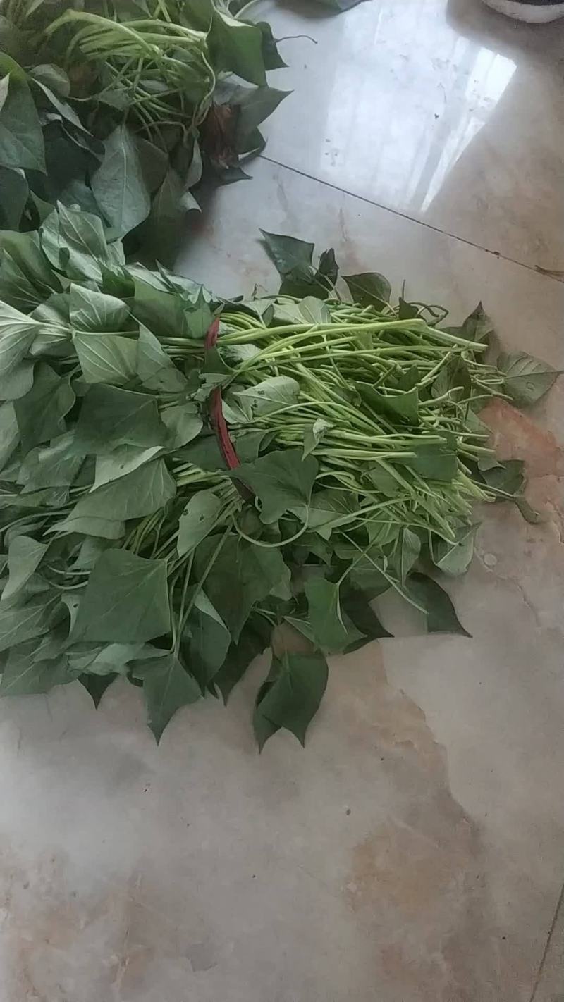 西瓜红红薯苗，脱毒红薯苗，铁人公司脱毒西瓜红