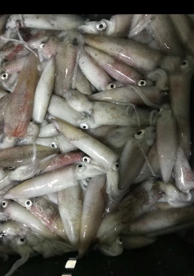 葵花粉，子弹花8块