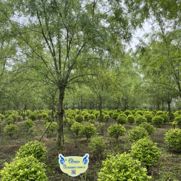 柳树垂柳基地出货