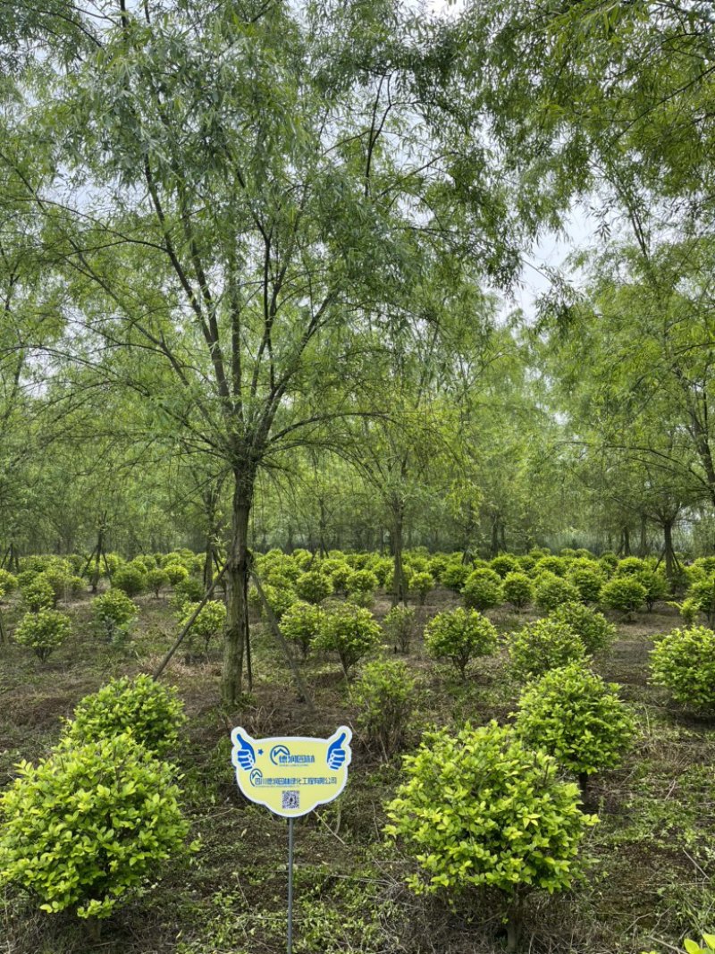 柳树垂柳基地出货