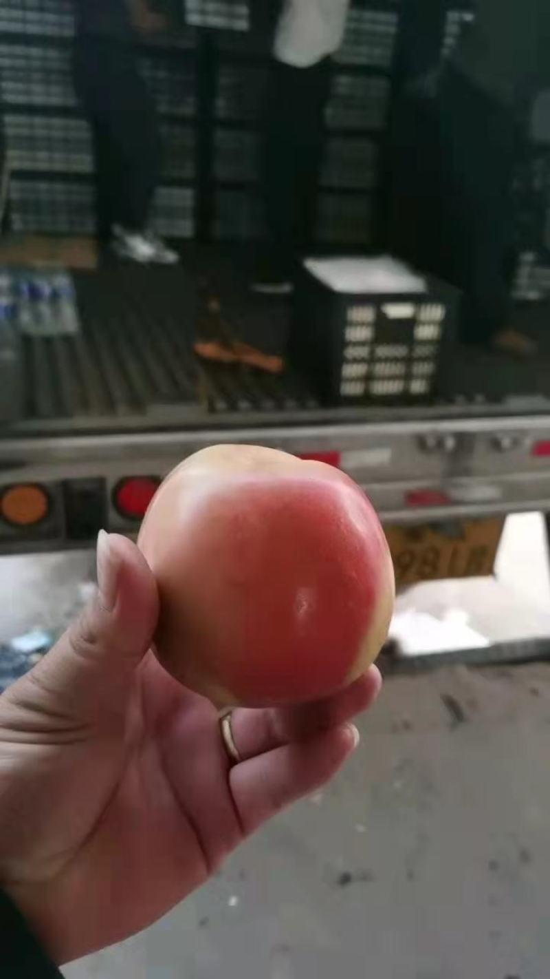 精品红富士苹果继续订货，冷库货源，质量上乘，欢迎新老客户