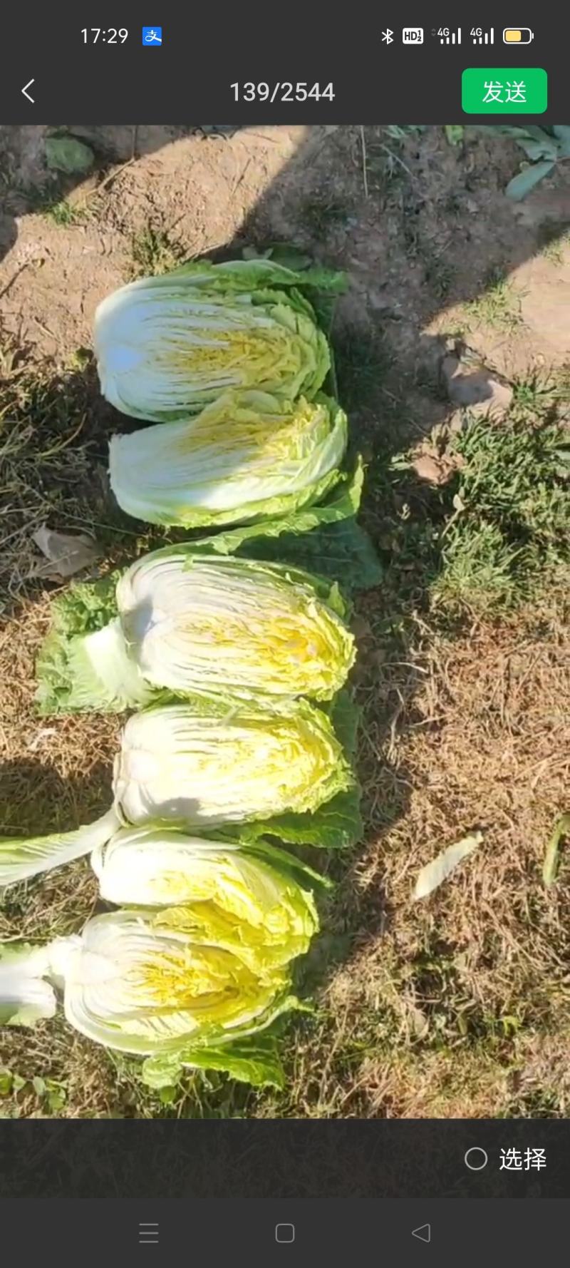 娃娃菜，云南陆良县娃娃菜，大娃娃菜，小娃娃菜都有现货，