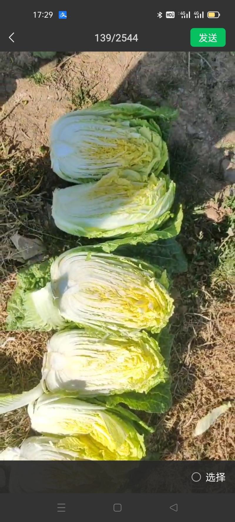 娃娃菜，云南陆良县娃娃菜，大娃娃菜，小娃娃菜都有现货，