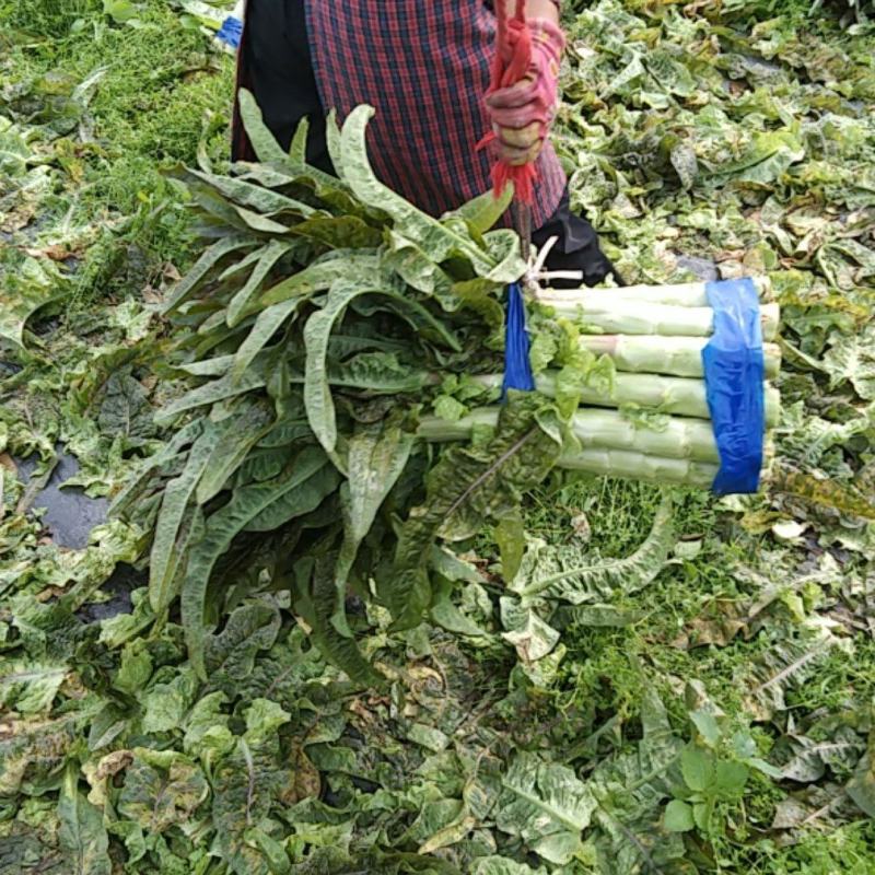 红叶香莴苣