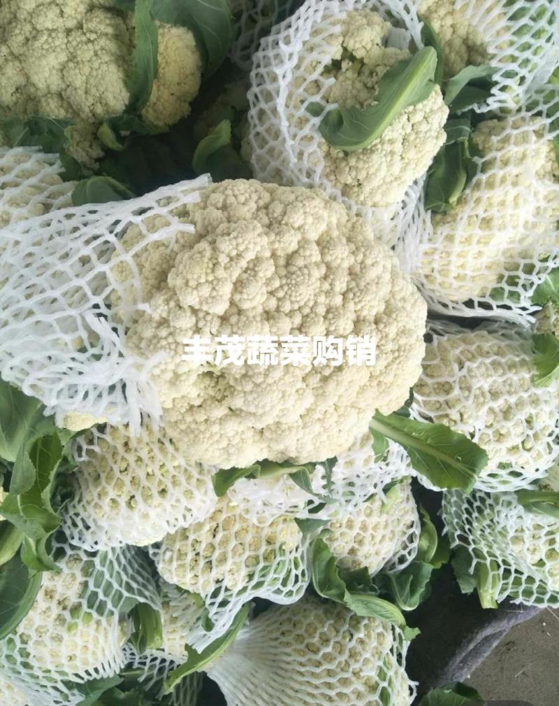 山西松华菜有机花实花新货上市青梗白面支持产地看货