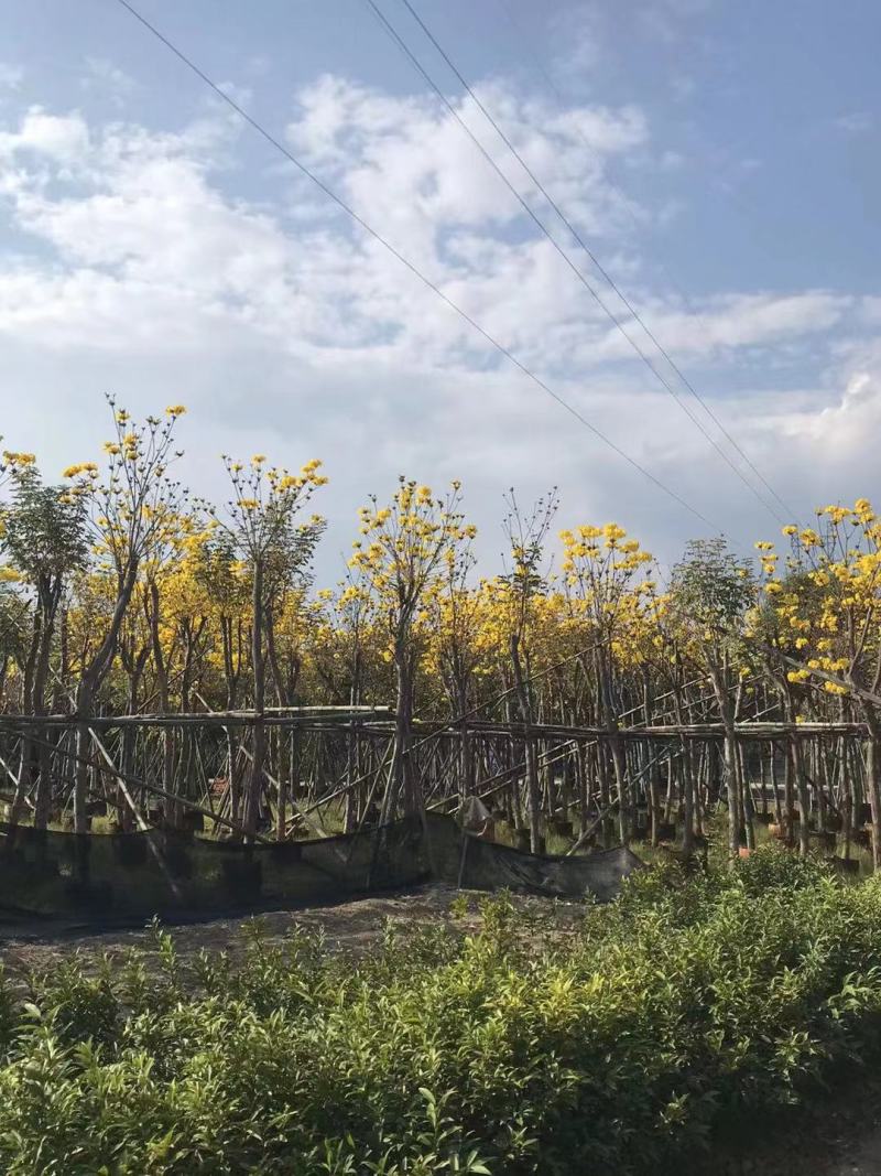 黄花风铃木多花（少花）都有，大量供应5~12公分