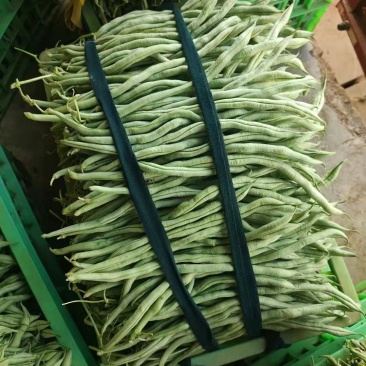 精品无筋豆