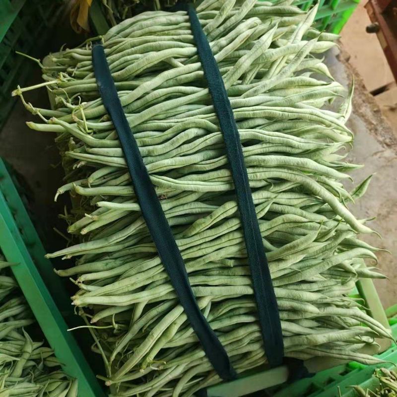 精品无筋豆