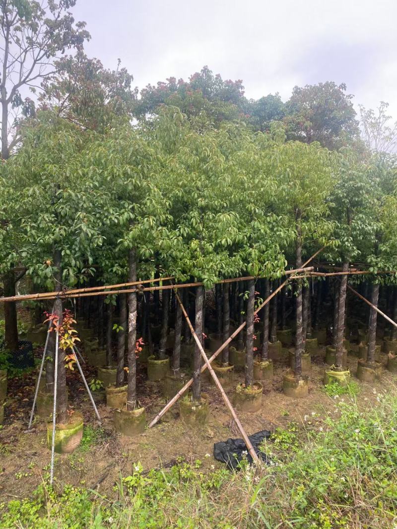 香樟1至3分，原生苗，大量现货供应各种规格品质保证