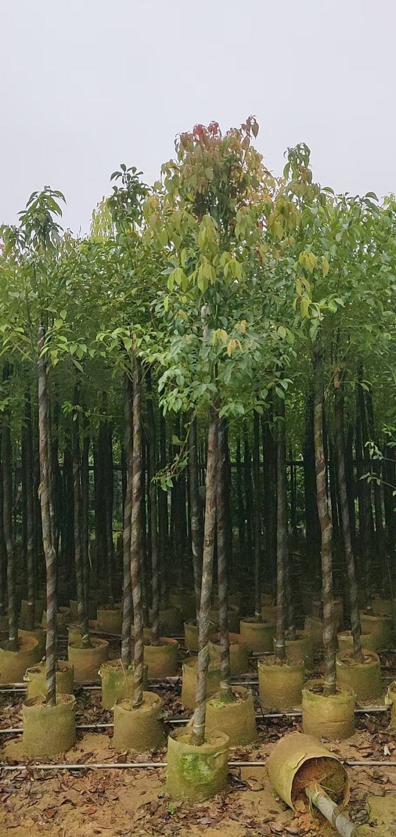 香樟1至3分，原生苗，大量现货供应各种规格品质保证