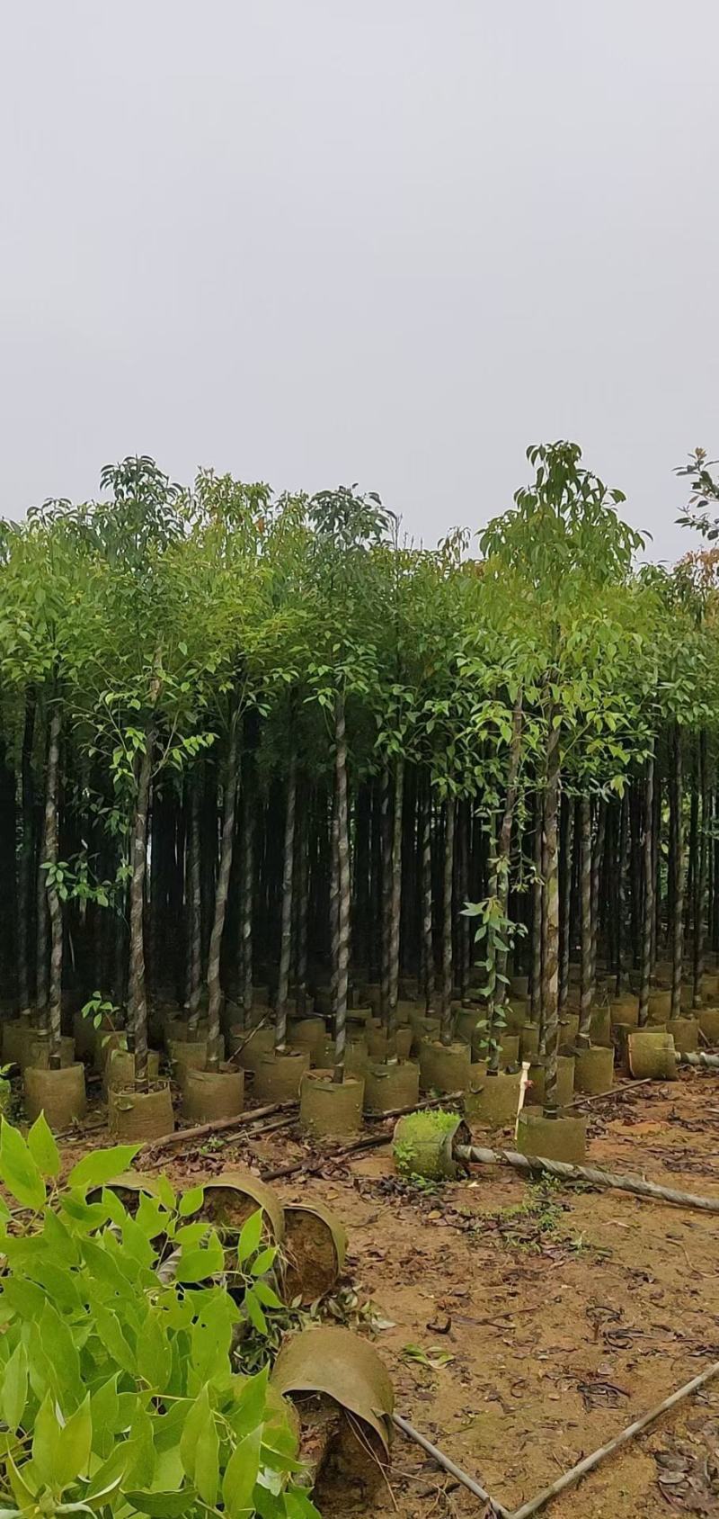 香樟1至3分，原生苗，大量现货供应各种规格品质保证
