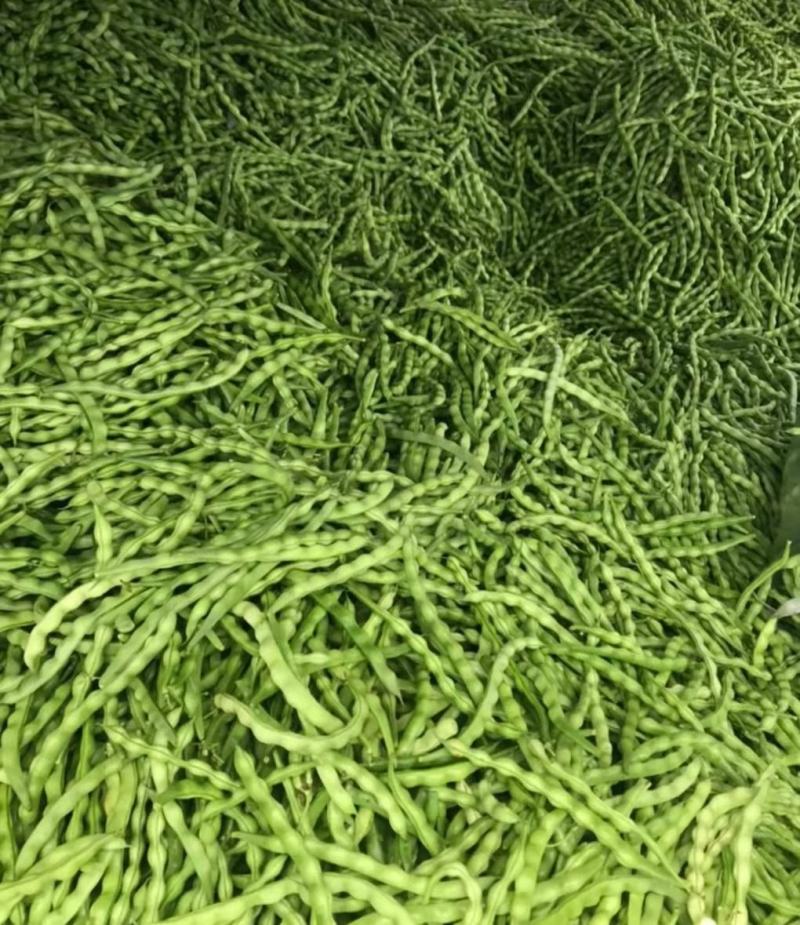精品棒豆