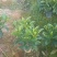 非洲茉莉20-30高，5斤袋七斤袋，欢迎各位老板来电咨询