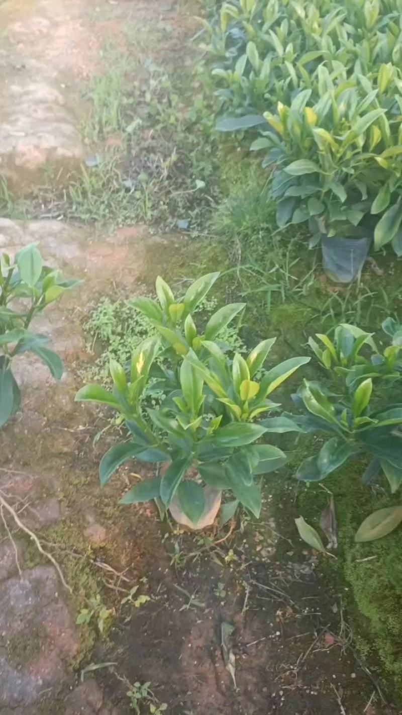 非洲茉莉20-30高，5斤袋七斤袋，欢迎各位老板来电咨询