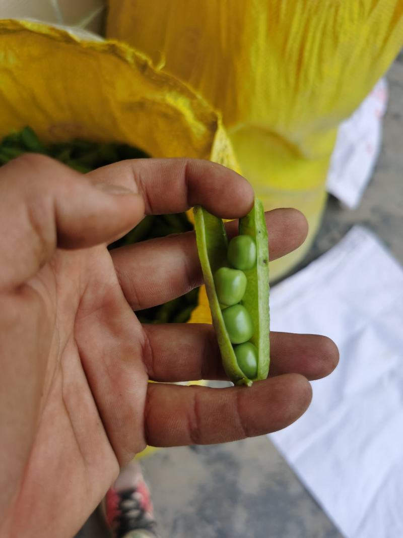 豌豆荚