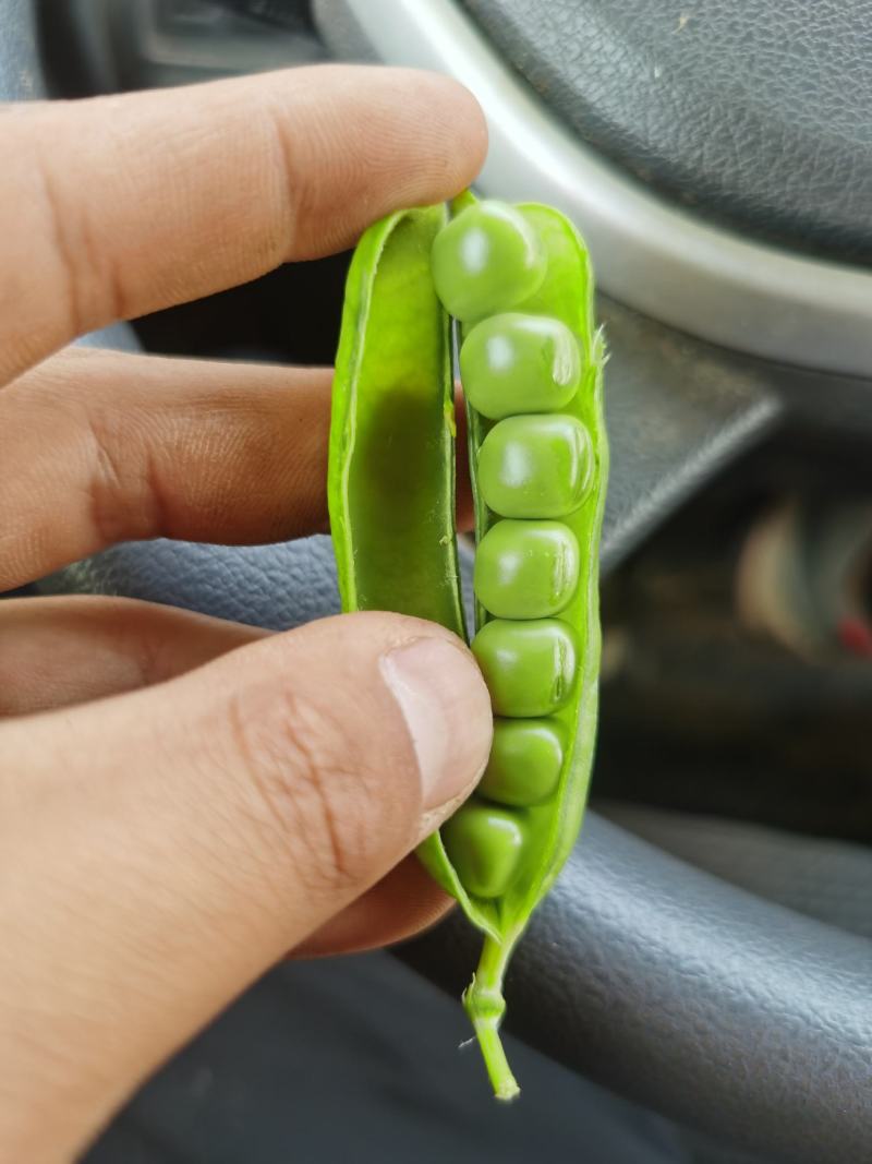 豌豆荚
