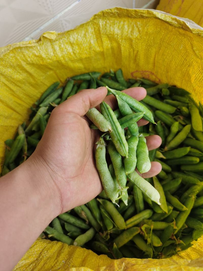 豌豆荚