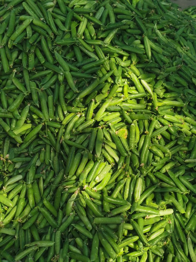 豌豆荚