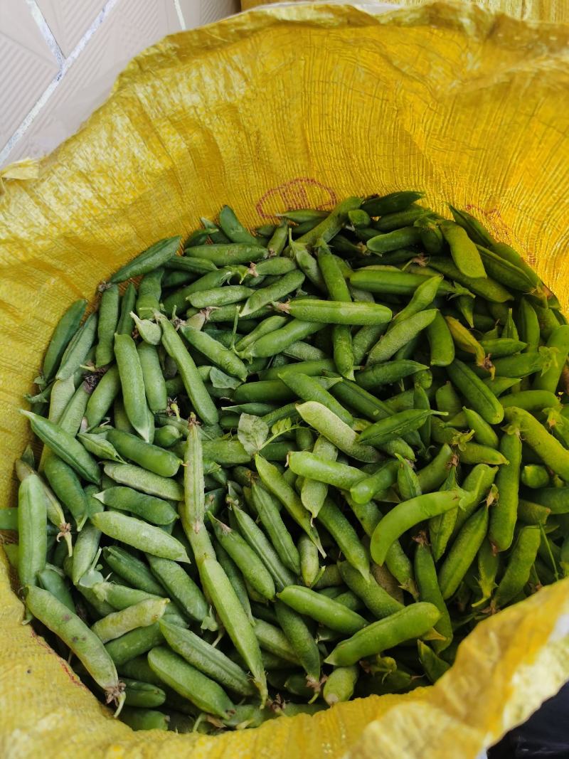 豌豆荚