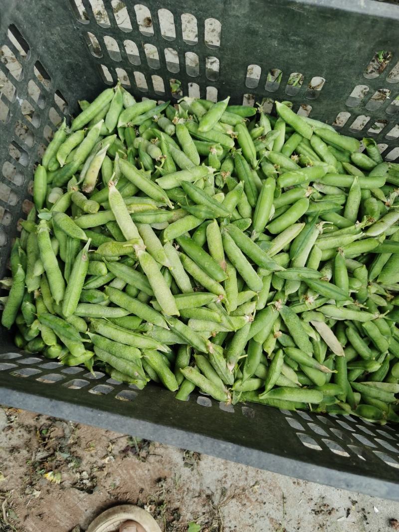 豌豆荚