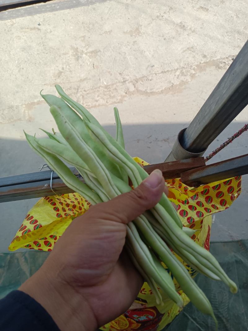 山东单县，蔬菜，产地直供，货源充足，优等蔬菜，对接全国