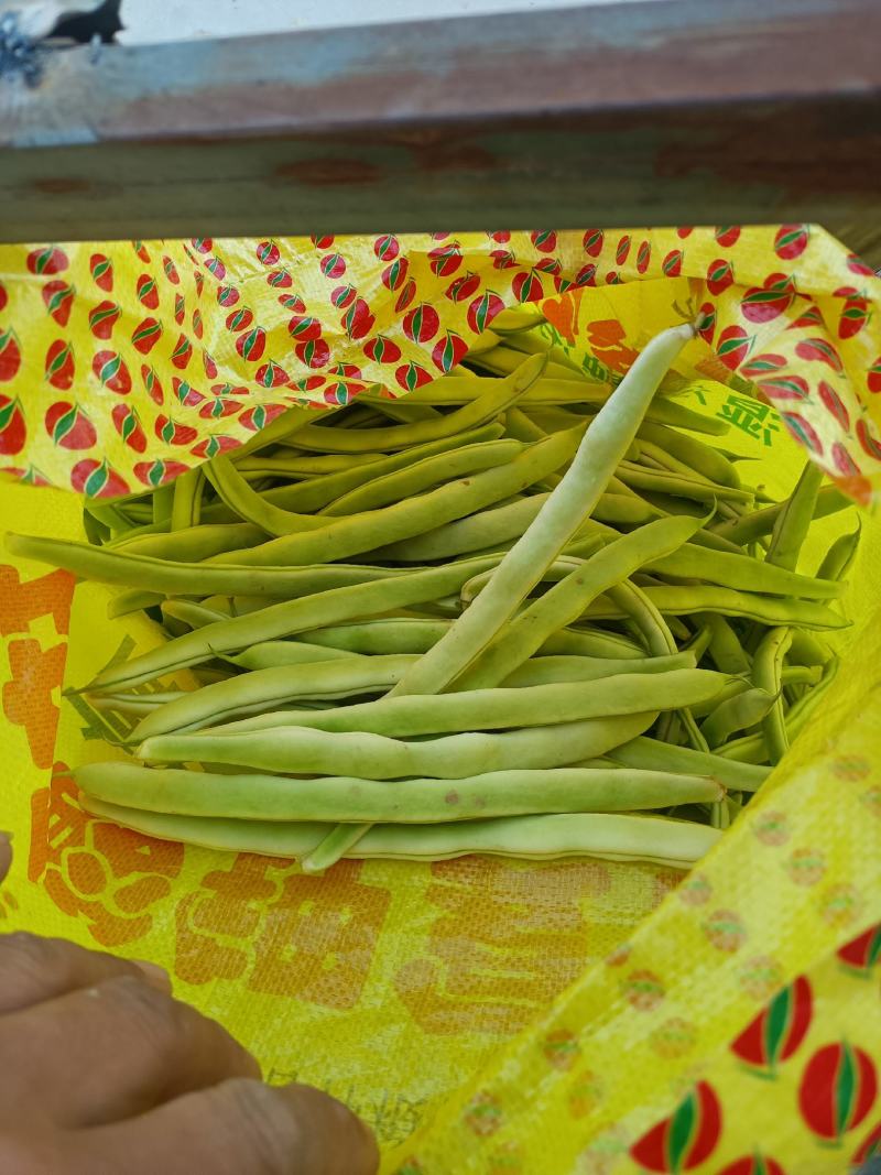山东单县，蔬菜，产地直供，货源充足，优等蔬菜，对接全国