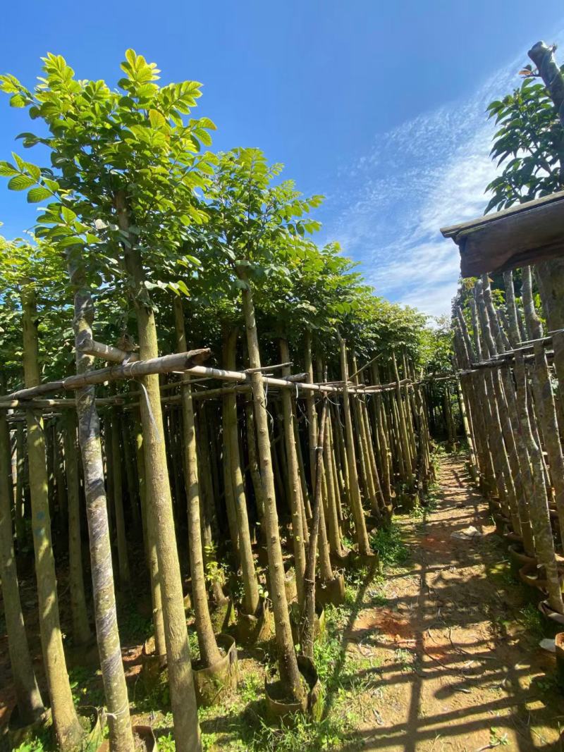 低价出售，火焰木5-10公分，大量现货供应