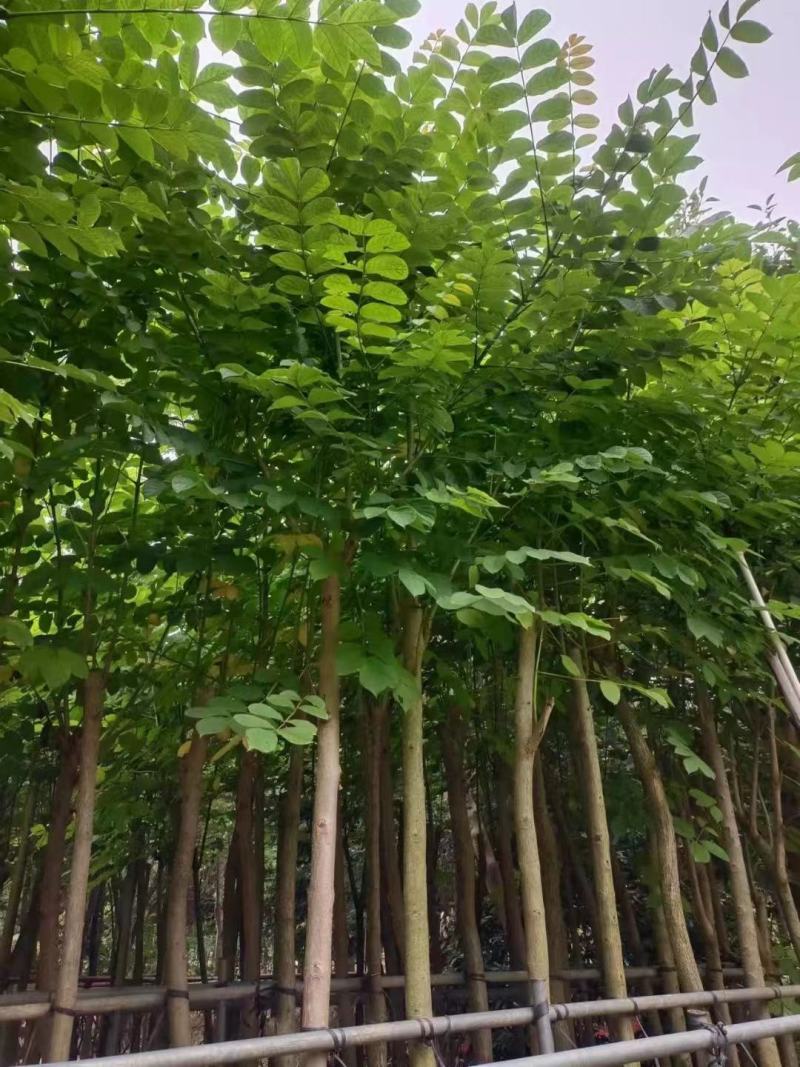 低价出售，火焰木5-10公分，大量现货供应
