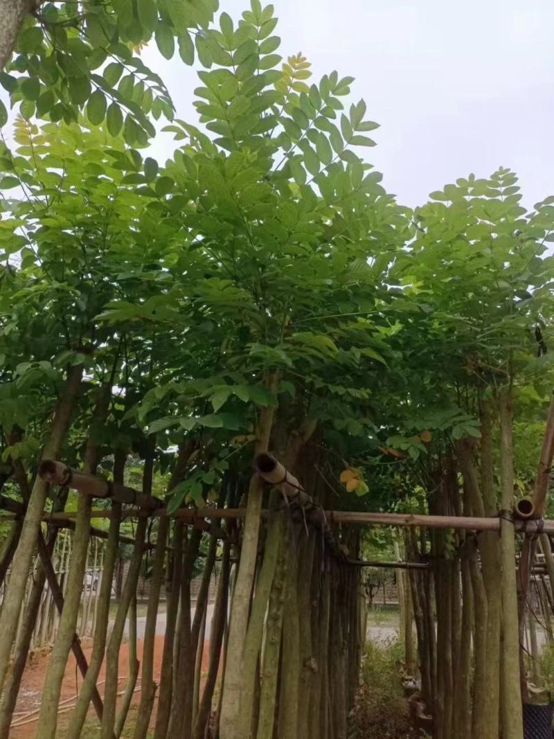 低价出售，火焰木5-10公分，大量现货供应