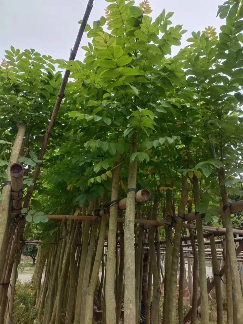 低价出售，火焰木5-10公分，大量现货供应