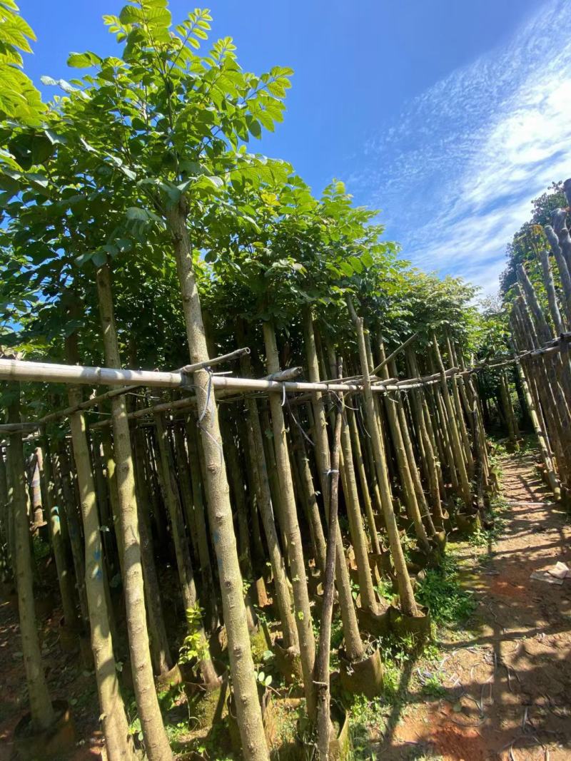 低价出售，火焰木5-10公分，大量现货供应
