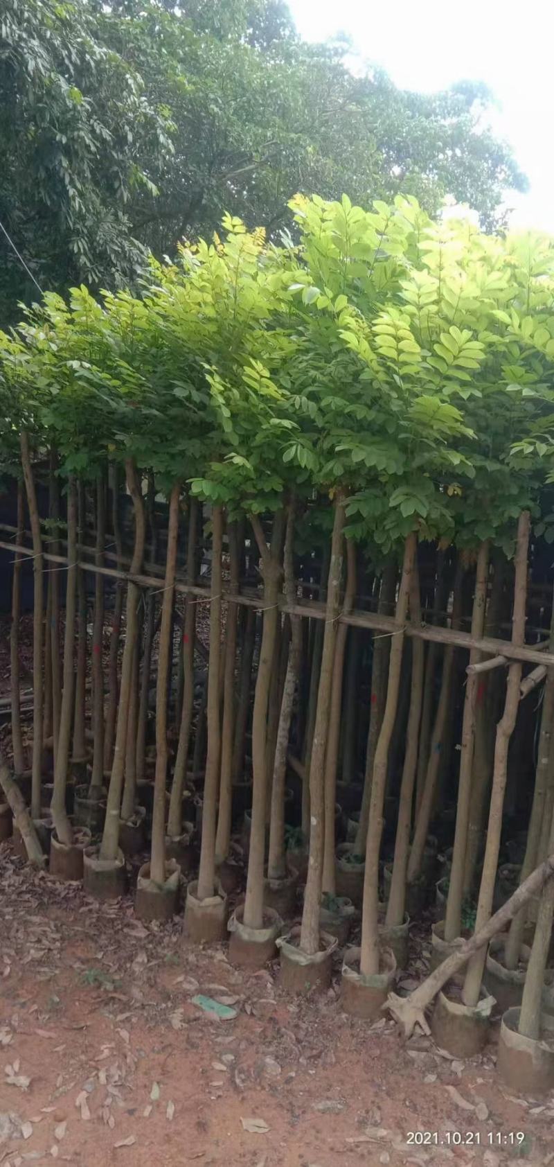 低价出售，火焰木5-10公分，大量现货供应