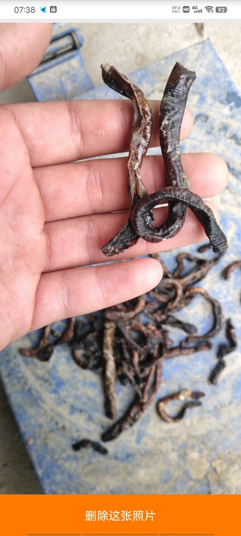 沪地龙精品全开无泥包过检