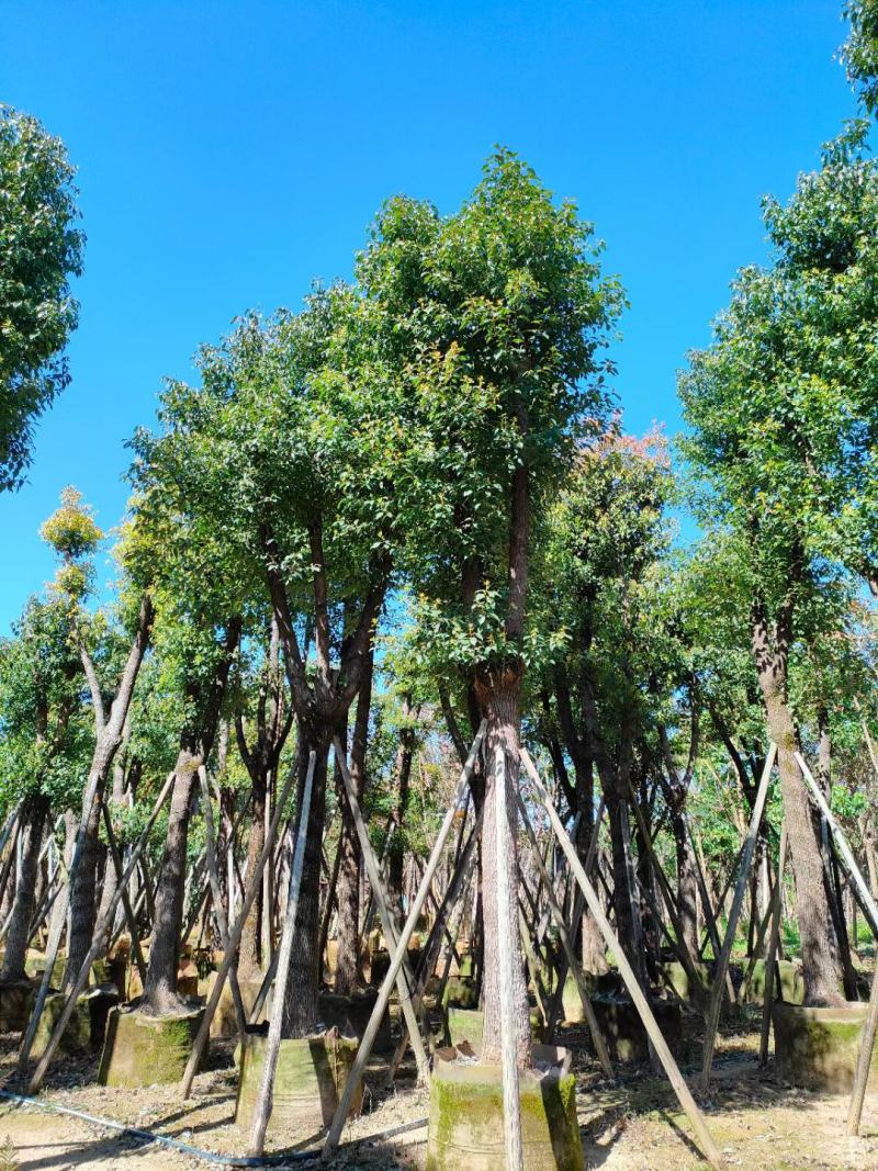 香樟15~16分，截杆发冒，2~3年苗，质量苗