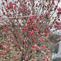 映山红庭院观赏花，国旗红，花色正，花季长，适合家里庭院观